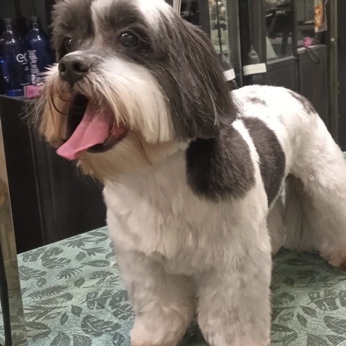Patudo tratado na Buddy's PetShop