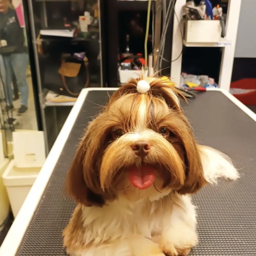 Patudo tratado na Buddy's PetShop