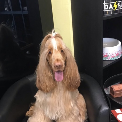 Patudo tratado na Buddy's PetShop